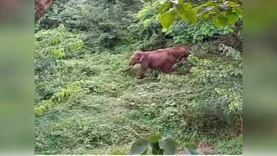 ആറളത്തെ വിറപ്പിച്ച് രണ്ട് കൊമ്പനാനകള്‍; 11 മണിക്കൂര്‍ ശ്രമത്തിനിടെ വനപാലകര്‍ കാട്ടിലേക്ക് തുരത്തി