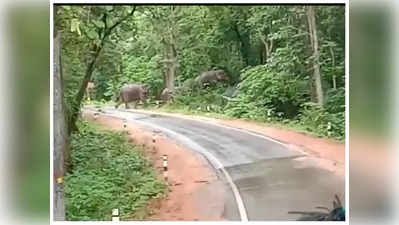 Chhattisgarh : गरियाबंद में जंगली हाथियों का आतंक, झोपड़ी में सो रहे वृद्ध को कुचला, दहशत में ग्रामीण