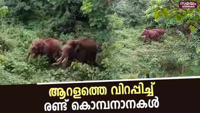 ജനവാസമേഖലയില്‍ കൊമ്പനാനകള്‍; തുരത്തിയത് 11 മണിക്കൂര്‍ കൊണ്ട്