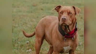 Pitbull Attack: लखनऊ में फिर कुत्ते का हमला, युवक घायल... लोग लाठी लेकर आए तो बची जान