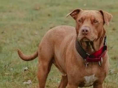 Pitbull Attack: लखनऊ में फिर कुत्ते का हमला, युवक घायल... लोग लाठी लेकर आए तो बची जान