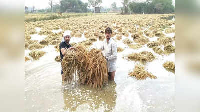 Rain Loss | ವರ್ಷಧಾರೆಗೆ ಕೊಚ್ಚಿಹೋದ ರೈತರ ಬದುಕು: ಬೆಳೆದ ಬೆಳೆ ಕೈ ಸೇರದೆ ಕೃಷಿಕರು ಕಂಗಾಲು