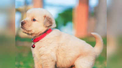 Noida News: पालतू कुत्ते को डंडे से पीटने का वीडियो सोशल मीडिया पर हुआ वायरल, मामला दर्ज