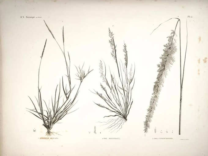 Kusha Grass