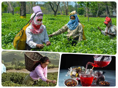 Darjeeling Famous Tea: दार्जिलिंग चाय के नाम बिक रही विदेशी चाय, किसान परेशान, कारोबारी मालामाल