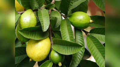 Guava Leaves Benefits: జామాకుల టీ తాగితే.. బరువు తగ్గుతారంట..!