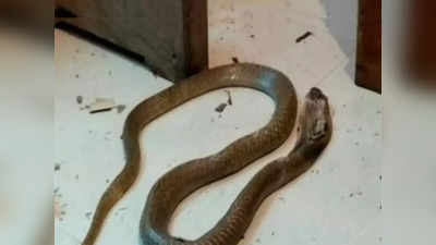 Bhandara : मागच्या दाराने साप घरात घुसला आणि...; सर्पदंशामुळे दोन सख्ख्या भावंडांचा मृत्यू