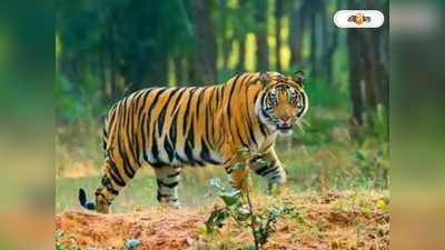 Tiger in Sundarbans: বাড়ছে বাঘের আনাগোনা, সুন্দরবনবাসীর নিরাপত্তা বাড়াতে তৎপর বন দফতর