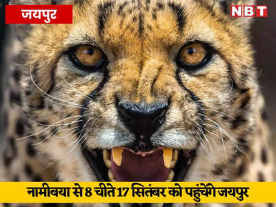 PM मोदी के जन्मदिन पर नामीबिया से जयपुर पहुंचे 8 चीते, 17 सितंबर को ही MP के कूनो-पालपुर राष्ट्रीय उद्यान में होंगे शिफ्ट