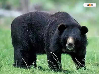 Bear Attack: ২১ ঘণ্টা ধরে শ্রীনগরে রাস্তায় দাপিয়ে বেড়াল ভাল্লুক, অবশেষে খাঁচাবন্দি