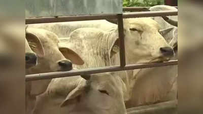 Lumpy Virus: झारखंड पहुंचा लम्पी वायरस, किसान भाई अपनी गाय-भैंस को ऐसे बचाएं