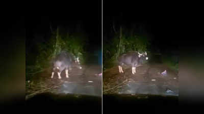 Bison Attack: ഓട്ടോറിക്ഷയ്ക്ക് നേരെ ചീറി അടുത്ത് കാട്ടുപോത്ത്;ഭയന്ന് യാത്രക്കാര്‍, വീഡിയോ വൈറല്‍