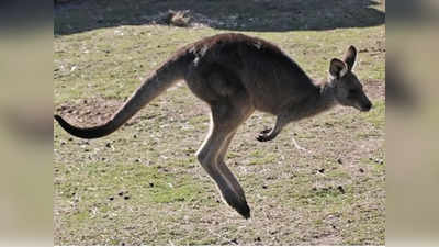 Australia పెంచుకున్న కంగారూ ప్రాణం తీసింది.. గత 86 ఏళ్లలో తొలిసారి ఇలాంటి ఘటన