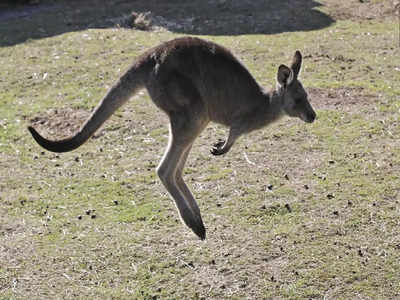 Kangaroo Attack: ಆಸ್ಟ್ರೇಲಿಯಾದಲ್ಲಿ ಸಾಕಿದ್ದ ಕಾಂಗರೂವಿನಿಂದ ದಾಳಿ: 77 ವರ್ಷದ ವೃದ್ಧ ಸಾವು