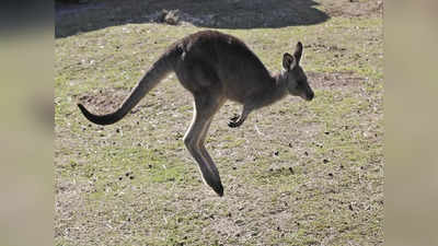 Kangaroo Attack: ಆಸ್ಟ್ರೇಲಿಯಾದಲ್ಲಿ ಸಾಕಿದ್ದ ಕಾಂಗರೂವಿನಿಂದ ದಾಳಿ: 77 ವರ್ಷದ ವೃದ್ಧ ಸಾವು