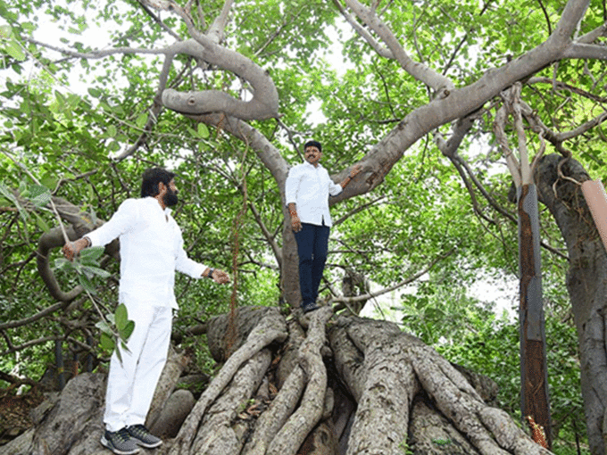 सांसद ने पेड़ पर चढ़कर चेक की मजबूती