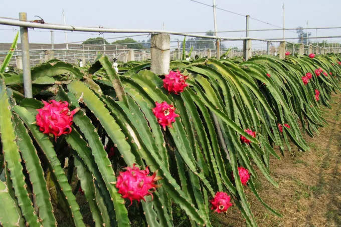 షుగర్‌ కంట్రోల్‌లో ఉంటుంది..