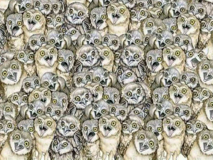 Optical Illusions find cat pic
