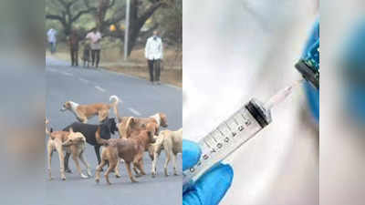 Kerala News: केरल के सभी आवारा कुत्तों का होगा टीकाकरण, सरकार ने क्‍यों उठाया ये कदम