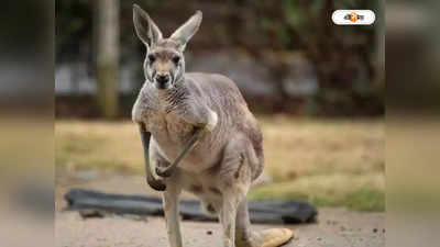 Kangaroo Attack: পিটবুলের পর এবার ঘাতক পোষ্য ক্যাঙারু, অস্ট্রেলিয়ায় ৭৭ বছর বয়সী মালকিনকে হত্যার অভিযোগ