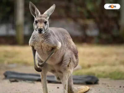 Kangaroo Attack: পিটবুলের পর এবার ঘাতক পোষ্য ক্যাঙারু, অস্ট্রেলিয়ায় ৭৭ বছর বয়সী মালকিনকে হত্যার অভিযোগ