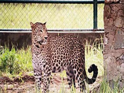 Leopard | ಚಿರತೆ ಉಪಟಳ, ಜನರ ಕಳವಳ..! ದೊಡ್ಡಬಳ್ಳಾಪುರದಲ್ಲಿ 12 ಕಡೆ ಚಿರತೆ ಸೆರೆಗೆ ಬೋನ್‌ ವ್ಯವಸ್ಥೆ