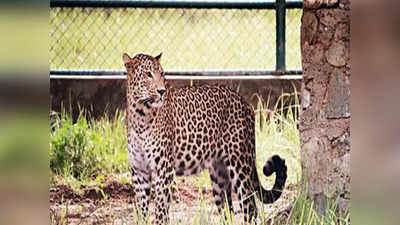 Leopard | ಚಿರತೆ ಉಪಟಳ, ಜನರ ಕಳವಳ..! ದೊಡ್ಡಬಳ್ಳಾಪುರದಲ್ಲಿ 12 ಕಡೆ ಚಿರತೆ ಸೆರೆಗೆ ಬೋನ್‌ ವ್ಯವಸ್ಥೆ