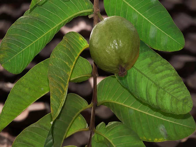 ​২. পেয়েরা খেলেও হৃদরোগ দূরে থাকে (Guava)