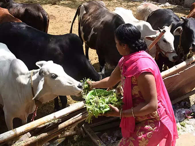 ​ಹಸುವಿಗೆ ಆಹಾರವನ್ನು ತಿನ್ನಿಸಿ