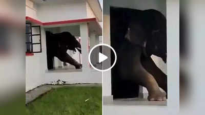 Video: नाश्त्यासाठी जबरदस्तीनं घरात घुसला हत्ती, पण बाहेर निघण्याची झाली पंचायत