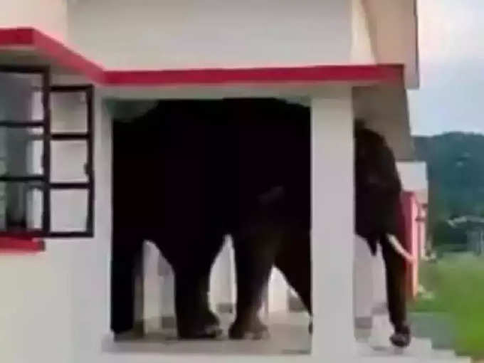 हत्ती घरातून बाहेर कसा पडणार?