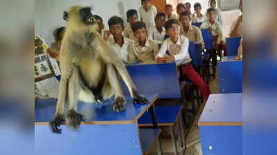 सर्वात नियमित विद्यार्थी! वर्गात दररोज माकडाची हजेरी; थोडा वेळ शिक्षकांचं ऐकतं अन् मग...