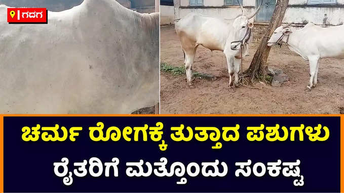 ಅತಿವೃಷ್ಠಿಯಿಂದ ಬೆಂಡಾದ ರೈತರಿಗೆ ಮತ್ತೊಂದು ತಲೆಬೇನೆ: ಹಸುಗಳಲ್ಲಿ ಕಾಣಿಸಿಕೊಳ್ಳುತ್ತಿದೆ ಚರ್ಮರೋಗ