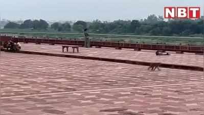 Tajmahal Agra: ताजमहल देखने जाने से पहले हो जाइए तैयार, इनके हमलों से आपको बचना होगा, देखिए वीडियो
