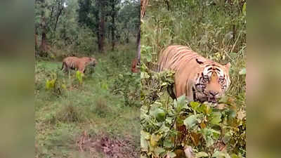 Tiger Scare in Katni: कटनी में बाघ की मौजूदगी से दहशत, अब तक दो लोगों को कर चुका घायल