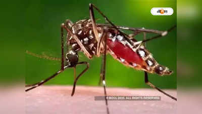 Dengue: ভয়াবহ সেই ডেং ২ সংক্রমণেরই মাথাচাড়া