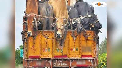 Cattle Smuggling Case: পিক-আপ ভ্যান থেকে উদ্ধার গোরু
