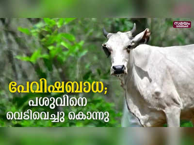 പാലപ്പിള്ളിയിൽ പേയിളകിയ പശുവിനെ വെടിവെച്ചു കൊന്നു