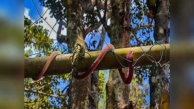 Kerala: ఇదేం చోద్యమో.. పోలీసుల సమస్యను తీర్చిన పాములు.. స్టేషన్‌కు అవే కాపలా