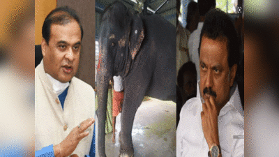 Joymala elephant: हाथी को लेकर भिड़े असम-तमिलनाडु, कौन है जयमाला जिसकी कस्टडी पर हिमंत और स्टालिन में रार?