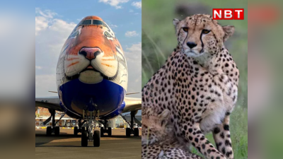 Cheetah India News : भारत में परदेस से आए चीते, तेंदुआ और बाघ से अलग कैसे पहचानेंगे?
