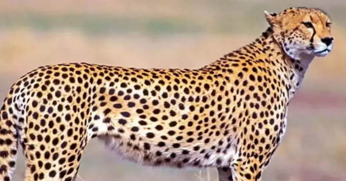 cheetah news