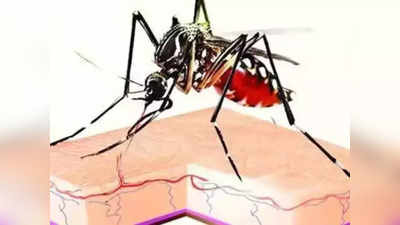 Dengue: কাউন্সিলাররা সতর্ক না হলে পুজোয় ভয়াবহ ডেঙ্গি: মেয়র