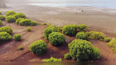 रायगड किनारपट्टीवरील ५५ हेक्टर जमीन पाण्याखाली; मुंबईतील वानखेडे स्टेडियमच्या दहापट जमीन