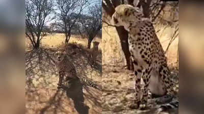 India Cheetah: भारत आ रहे चीतों की पहली झलक, नामीबिया के जंगलों में दिखा ये अंदाज