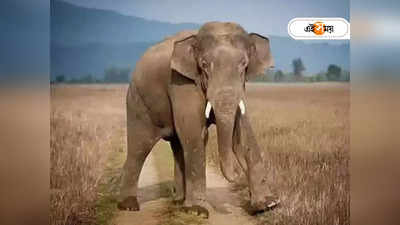 Elephant: হাতি দেখার নামে জঙ্গলে প্রবেশ নিষেধ