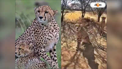 Namibian Cheetahs : রাজকীয় মেজাজে নামিবিয়ার জাতীয় উদ্যানে পাওয়ার ন্যাপ, ভারতে আসার আগেই ক্যামেরাবন্দি চিতারা