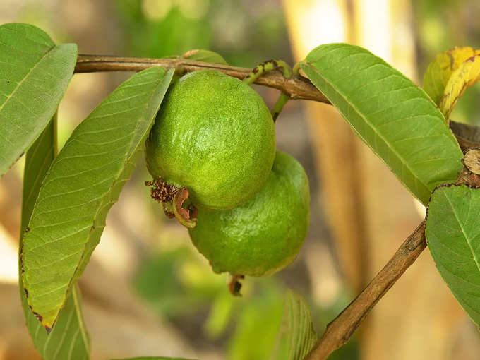 ​৫. পেয়ারা খেলেও ভালো থাকে ফুসফুস (Guava)