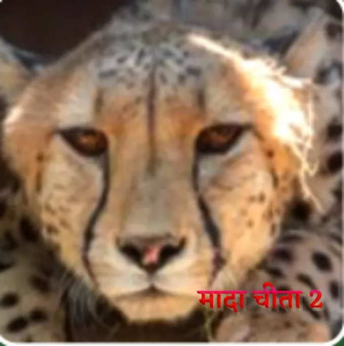 ​3-4 वर्ष उम्र की मादा चीता