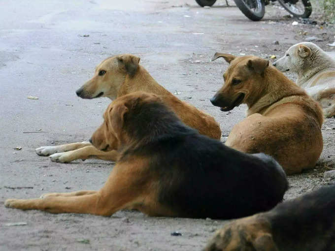 ​വീടിന് ചുറ്റും നായ്ക്കൾ